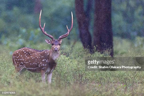 spotted deer male standing in rain - spotted deer stock pictures, royalty-free photos & images