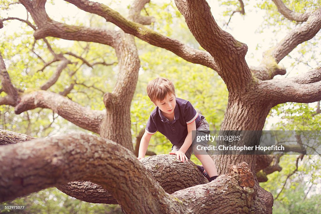 Young boy climbing an Oak tree
