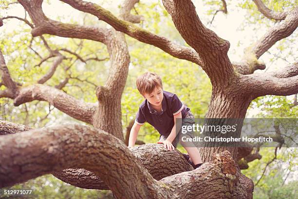 young boy climbing an oak tree - child climbing stock pictures, royalty-free photos & images