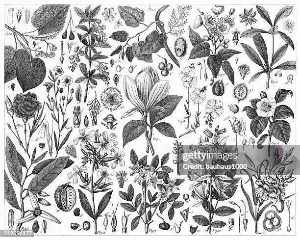 illustrazioni stock, clip art, cartoni animati e icone di tendenza di piante ornamentali - silografia