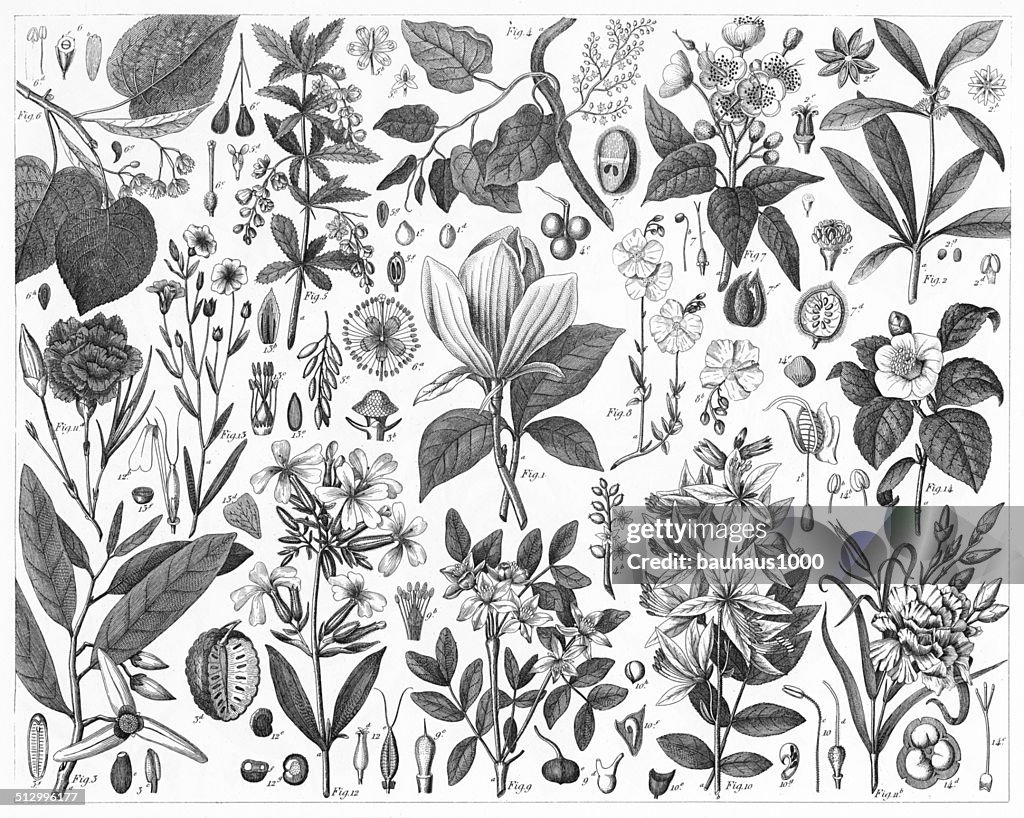 Ornamental Plants