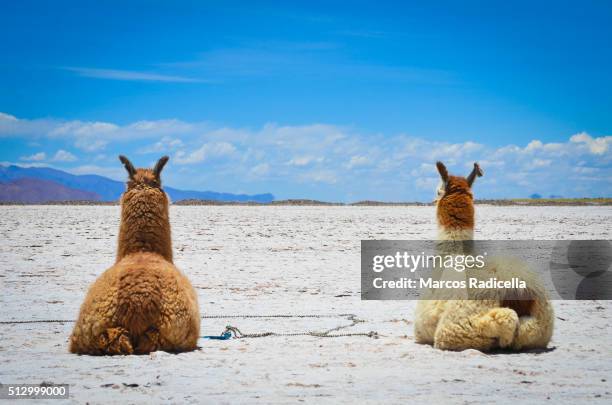 llamas resting at salinas grandes, jujuy province - radicella - fotografias e filmes do acervo