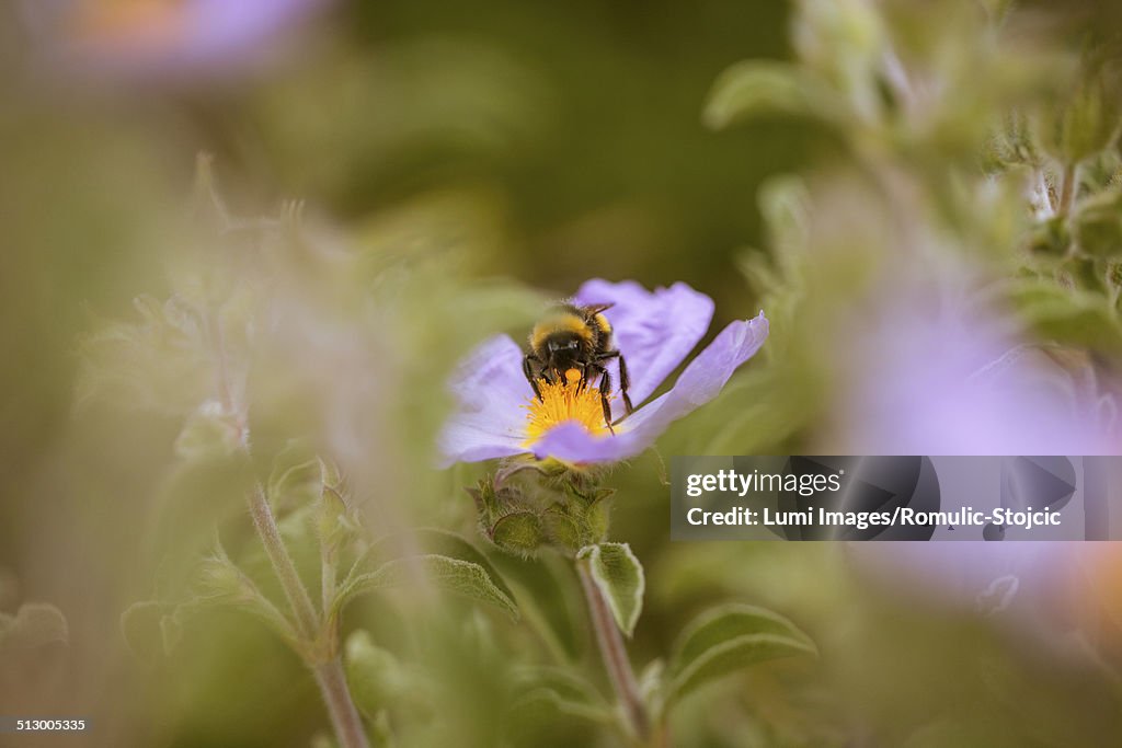 Single bee on a blossom, Hvar island, Dalmatia, Croatia