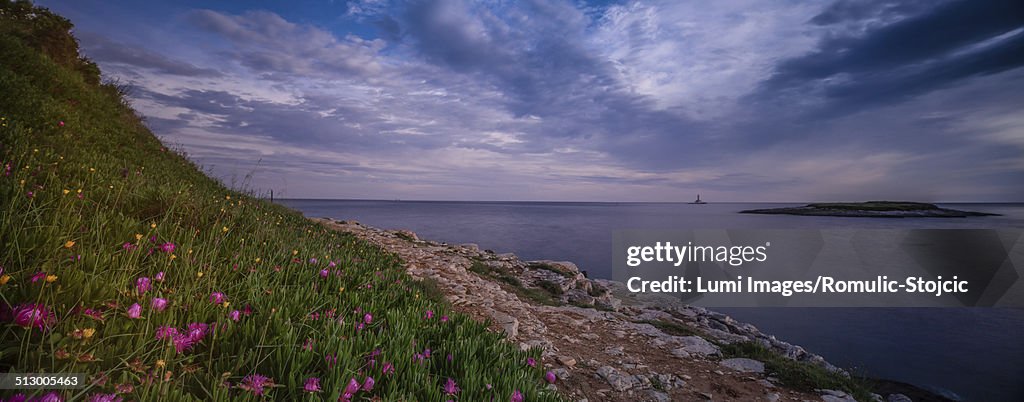 Wildflowers on the Kamenjak coastline, Istrian peninsula, Croatia