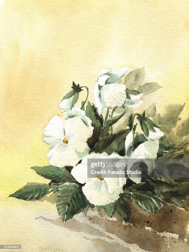 Painting of beautiful white pansy