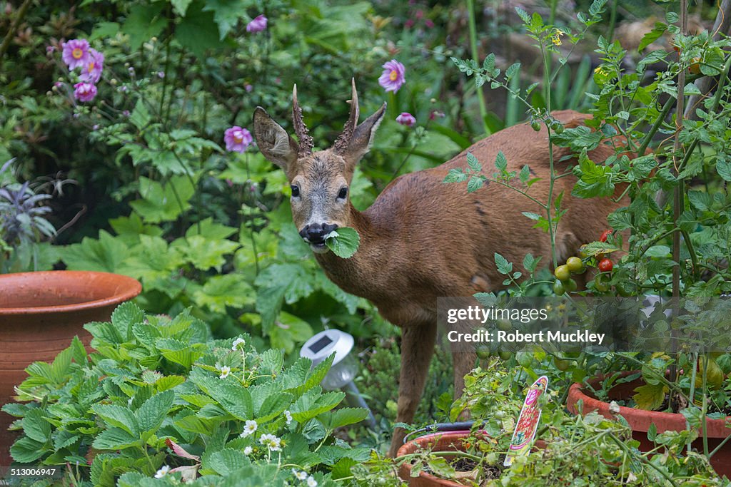 The strawberry Thief