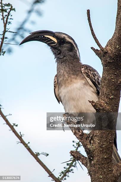 african gray hornbill (tockus nasutus) - african grey hornbill stock pictures, royalty-free photos & images