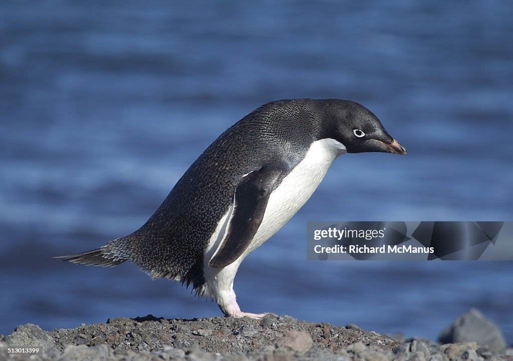 Bowing Adelie Penguin