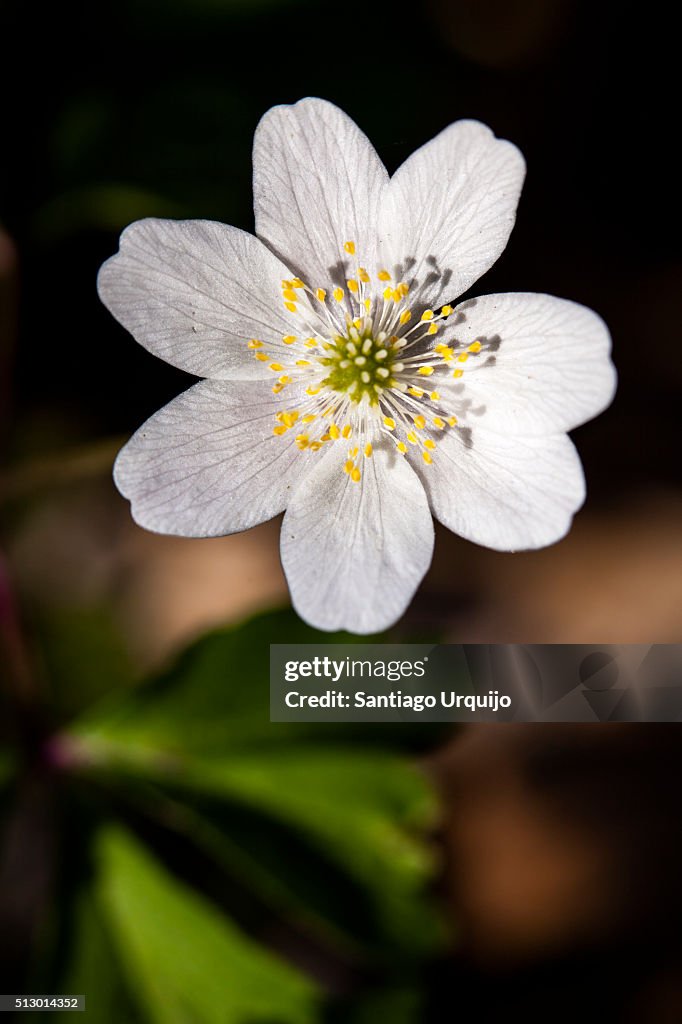 Macro of a wood anemone or windflower