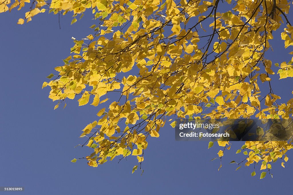 Yellow leaves with a blue sky