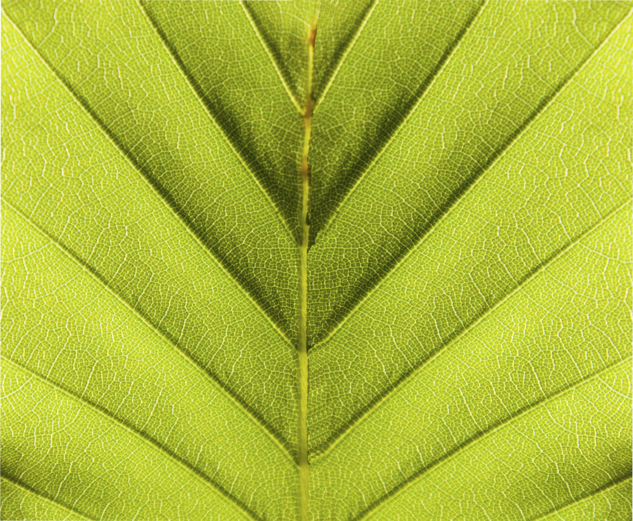 Background Beech leaf in green Background Beech leaf in green