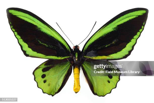 Close-up view of a Common Green Birdwing butterfly specimen, Ornithoptera primamus poseidon , May 30, 1990.