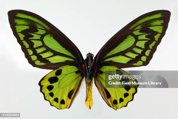 Close-up view of a Common Green Birdwing butterfly specimen, Ornithoptera primamus poseidon , May 30, 1990.