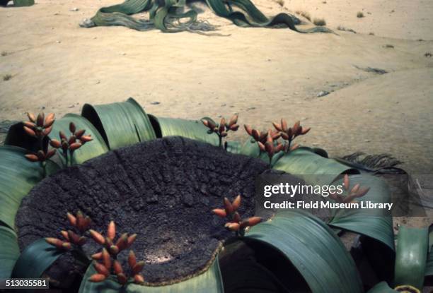 Detail view of a diorama depicting the Welwitschia plant, at the Field Museum, October 20, 2010.