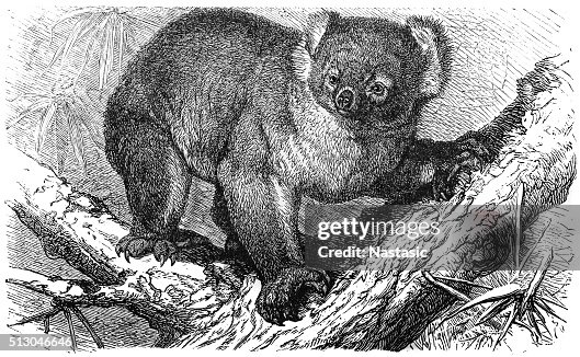Koala (Phascolarctos cinereus) Koala (Phascolarctos cinereus)