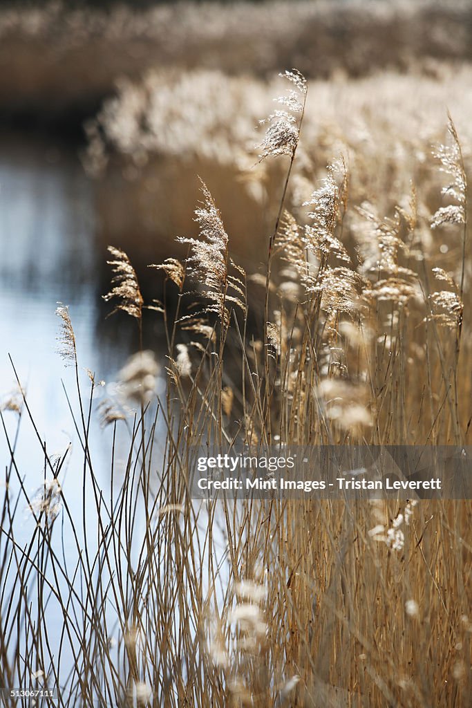 Tall reed stalks and feathery seedheads growing in shallow water in the fens near Shettisham in Norfolk.