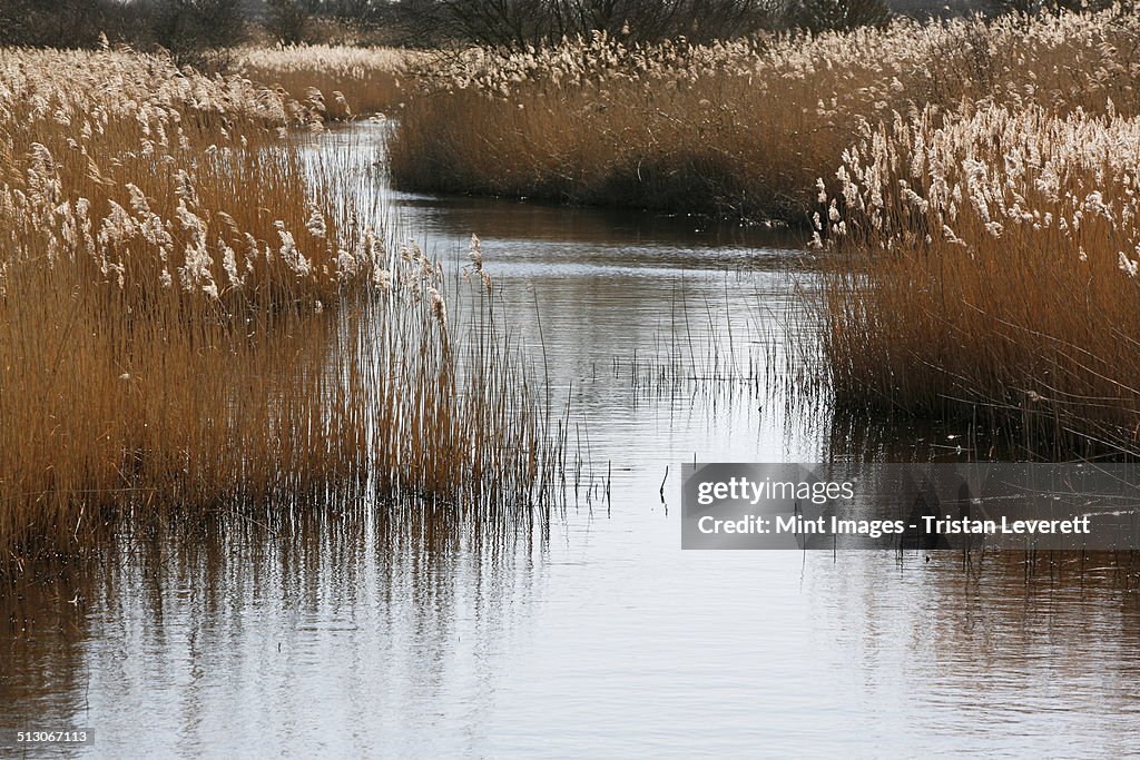 Tall reed stalks and feathery seedheads growing in shallow water in the fens near Shettisham in Norfolk.