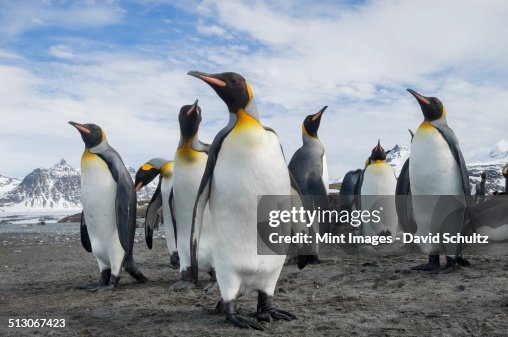 A group of king penguins, Aptenodytes patagonicus on South Georgia Island. A group of king penguins, Aptenodytes patagonicus on South Georgia Island.