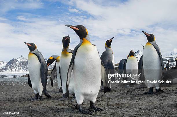 a group of king penguins, aptenodytes patagonicus on south georgia island. - king penguin imagens e fotografias de stock