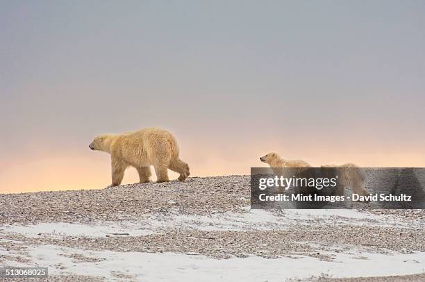 a polar bear group in the wild at sunset. an adult and two cubs. - polar bear stock pictures, royalty-free photos & images