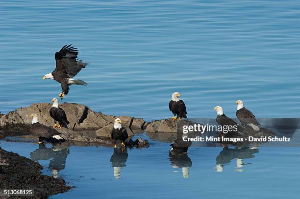 a group of bald eagles, haliaeetus leucocephalus, perched on rocks by water. - middelgrote groep dieren stockfoto's en -beelden