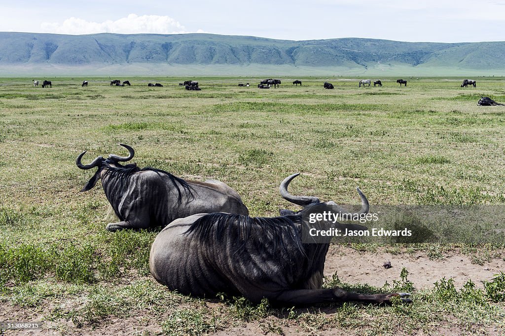 Ngorongoro Crater, Ngorongoro Conservation Area, Ngorongoro District, Tanzania.