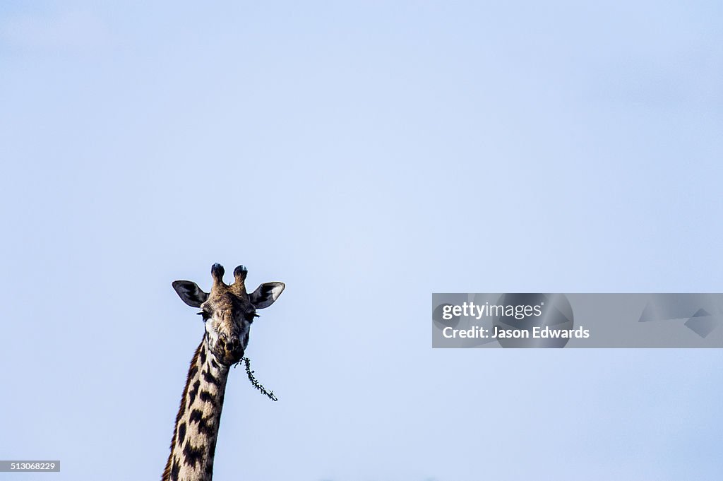 Ngorongoro Conservation Area, Ngorongoro District, Tanzania.