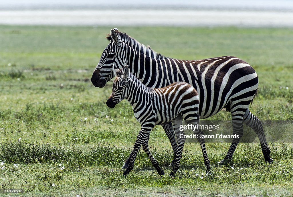 Ngorongoro Crater, Ngorongoro Conservation Area, Ngorongoro District, Tanzania.