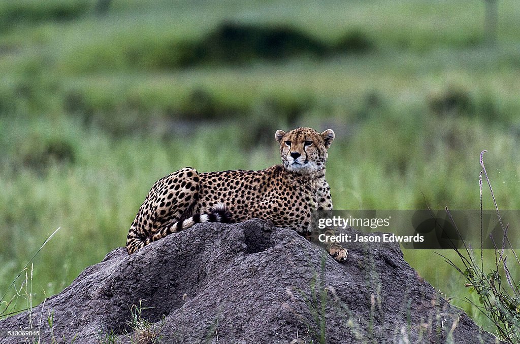 Serengeti National Park, Serengeti, World Heritage Site, Tanzania.