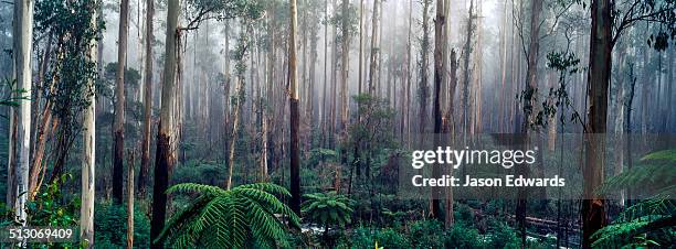 yarra ranges national park, black spur, victoria, australia. - australia panoramic stock-fotos und bilder