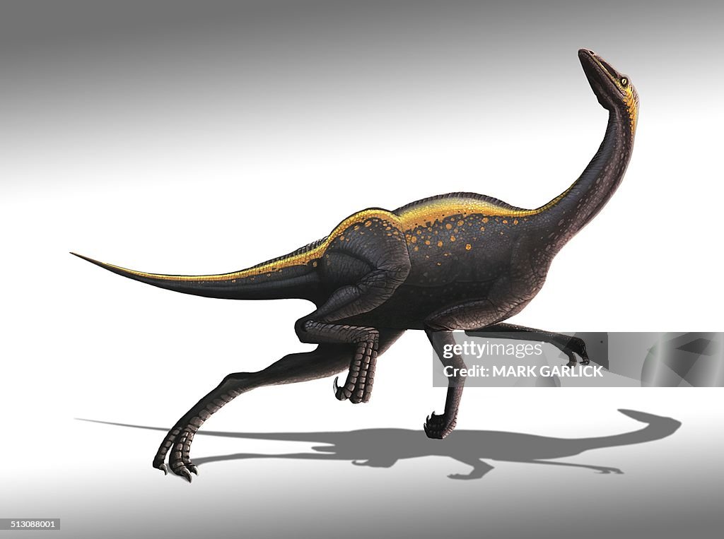 Ornithomimus dinosaur, artwork