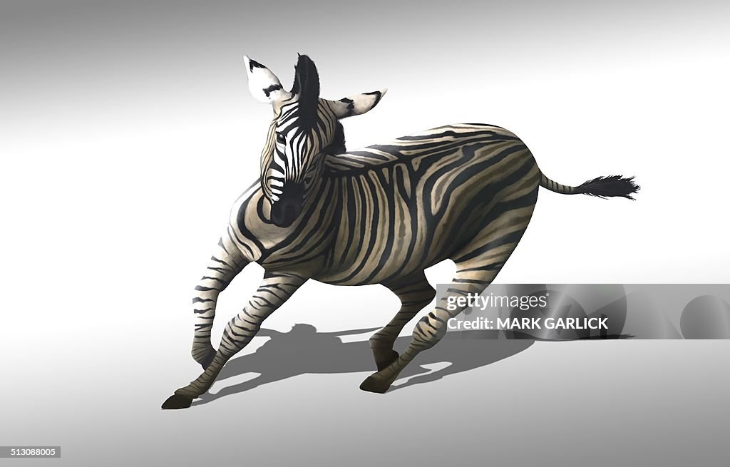 Zebra galloping, artwork