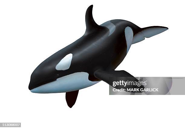 female killer whale, artwork - einzelnes tier stock-grafiken, -clipart, -cartoons und -symbole