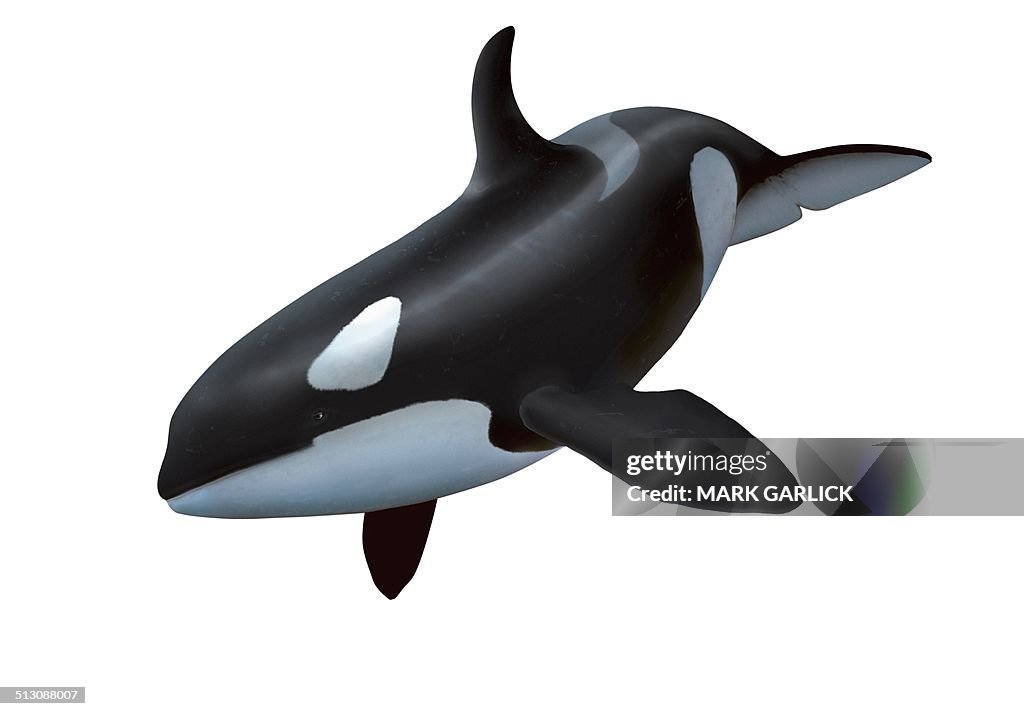 Female killer whale, artwork