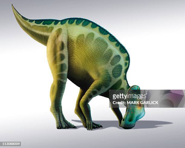 corythosaurus dinosaur, artwork - corythosaurus stock illustrations