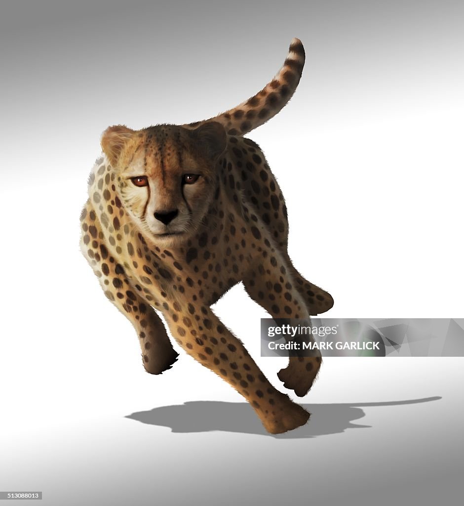 Cheetah Artwork High-Res Vector Graphic - Getty Images