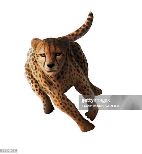 cheetah, artwork - cheetah running stock illustrations