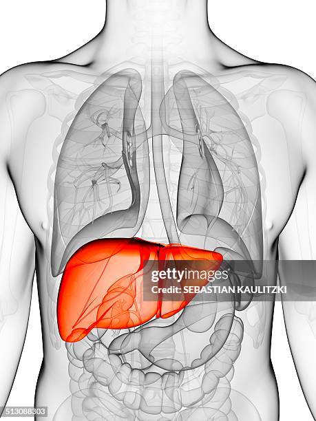 human liver, artwork - liver stock illustrations