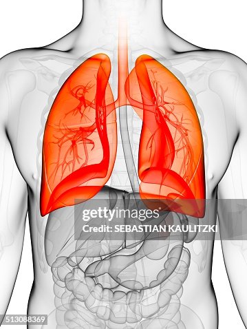 Human lungs, artwork Human lungs, artwork