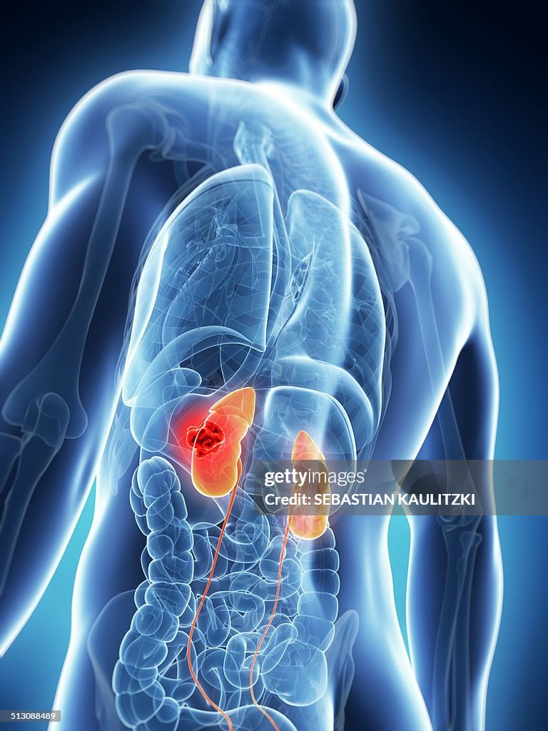 Male kidneys, artwork