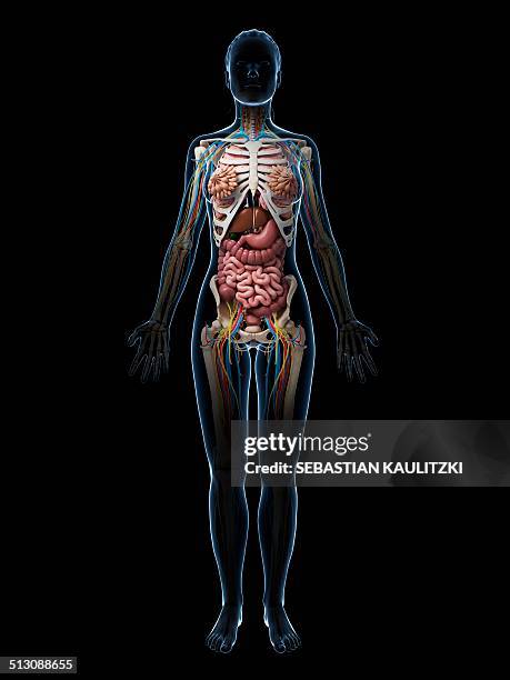 ilustraciones, imágenes clip art, dibujos animados e iconos de stock de female anatomy, artwork - intestino delgado humano