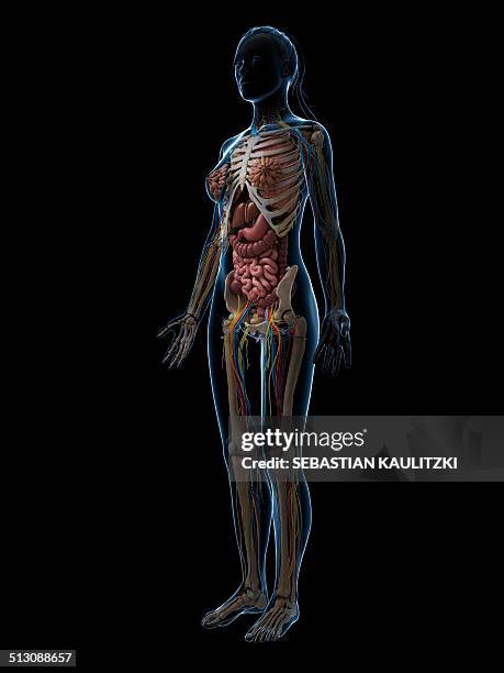 2,613 Female Abdomen Anatomy Stock Photos, High-Res Pictures, and ...