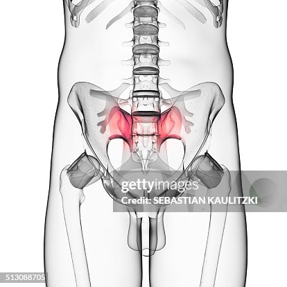 Human hip bones, artwork Human hip bones, artwork
