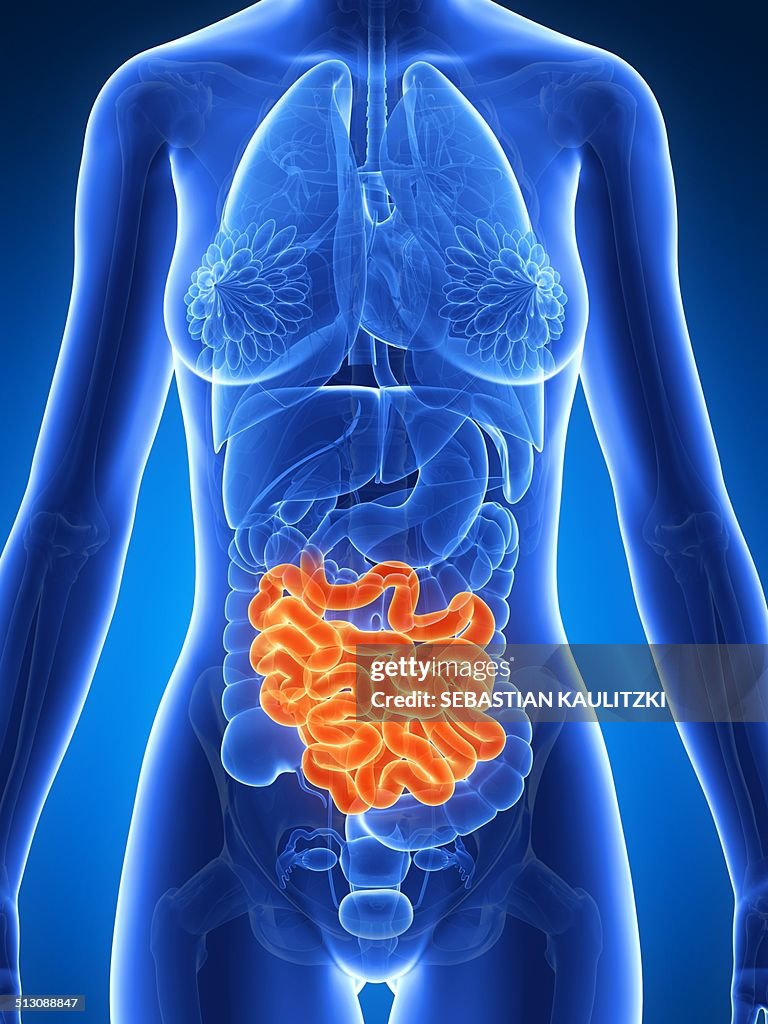 Female intestine, artwork