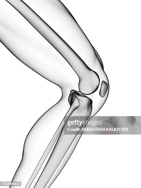 human knee joint, artwork - human bone stock illustrations