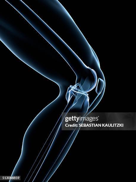 ilustrações de stock, clip art, desenhos animados e ícones de human knee joint, artwork - tíbia perna humana