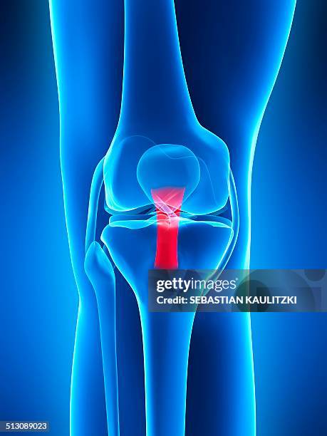 human knee anatomy, artwork - ligament stock illustrations