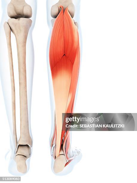 human calf muscles, artwork - wade menschliches körperteil stock-grafiken, -clipart, -cartoons und -symbole