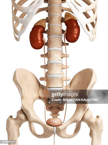 human urinary system, artwork - endocrine system stock-grafiken, -clipart, -cartoons und -symbole