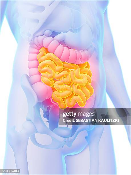 Small Intestine Colored 1,661 What Color Is The Small Intestine Stock Photos, High-Res Pictures ...
